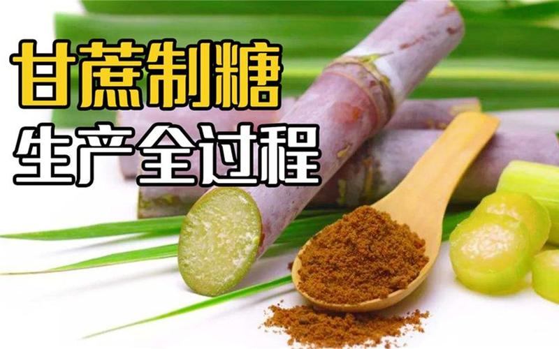 实拍工厂甘蔗制糖,甜菜制糖加工全过程